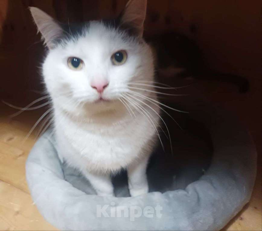 Кошки в Москве: Отдаю кота бесплатно Мальчик, Бесплатно - фото 1