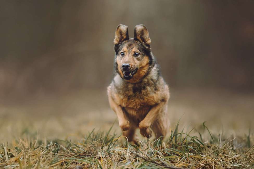 Собаки в Москве: Собака в добрые руки Девочка, Бесплатно - фото 4