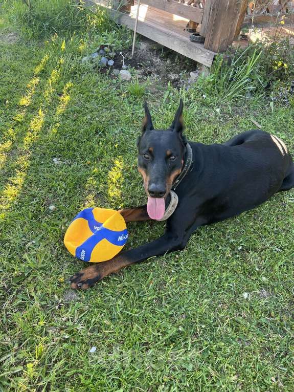 Собаки в других городах Московской области: Смоки ищет семью! Мальчик, Бесплатно - фото 9