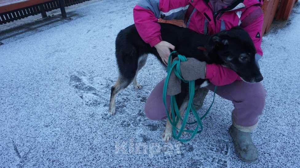 Собаки в Красногорске: Озорная девчёнка и преданный друг. Девочка, Бесплатно - фото 3