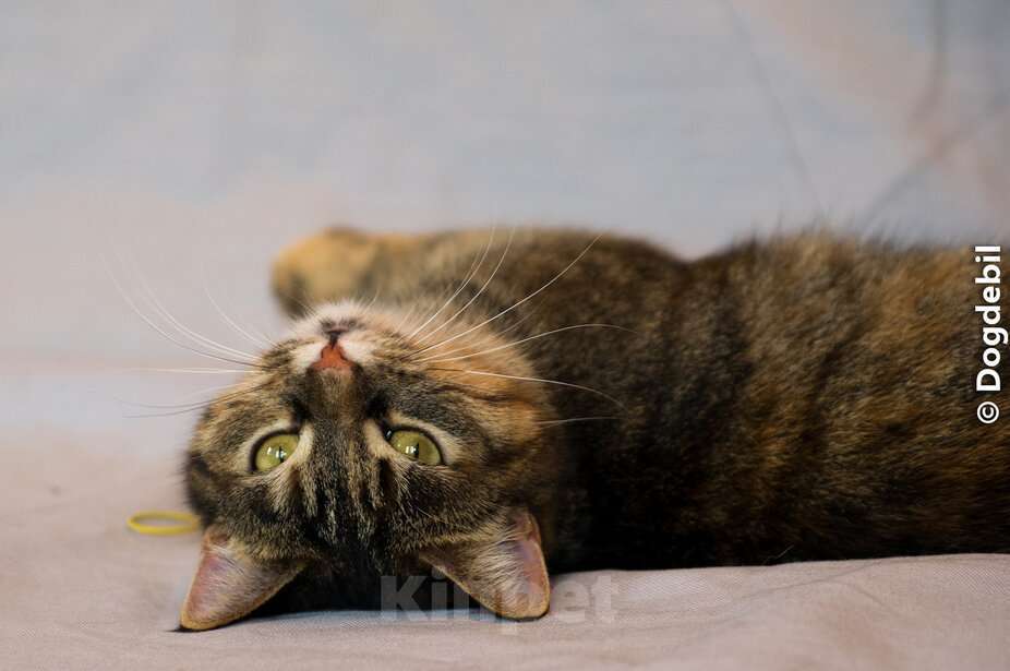 Кошки в Москве: Натан - чудо-кот (1,5 г.) в добрые руки Мальчик, Бесплатно - фото 1