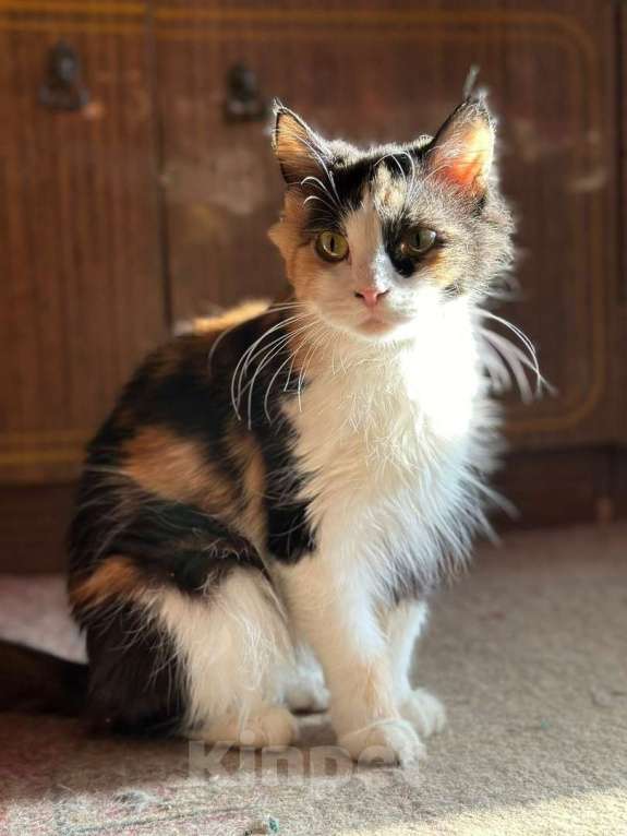 Кошки в Москве: Очаровательные котята (10 мес.) ищут дом Девочка, Бесплатно - фото 7