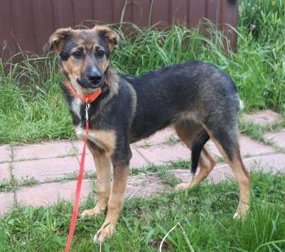 Собаки в Москве: Заберите Шерри из приюта! Девочка, 1 руб. - фото 3