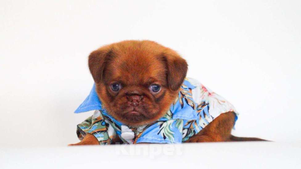 Собаки в Раменском: Пти-брабансон, мальчики Мальчик, 70 000 руб. - фото 2