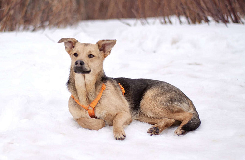 Очаровательный нежный Платоша в поисках дома