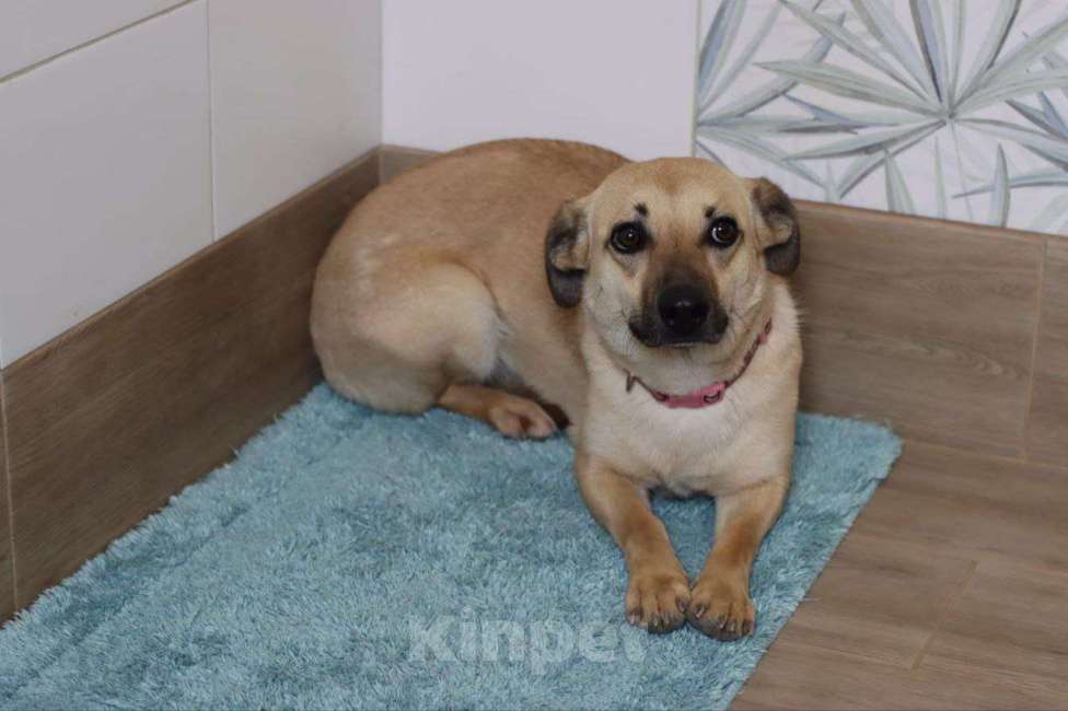 Собаки в Москве: Масяня Девочка, Бесплатно - фото 2