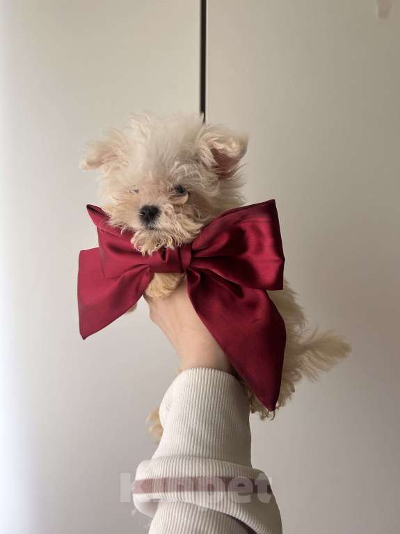 Собаки в Москве: Мальтипу f1 Мальчик, 75 000 руб. - фото 3