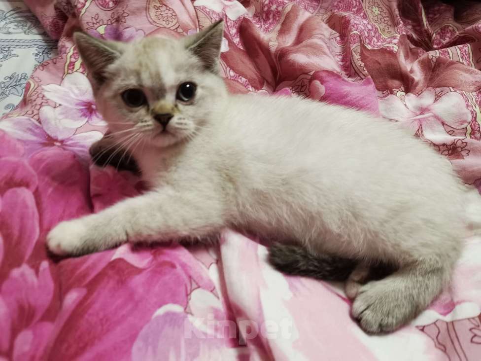 Кошки в Москве: Шотландские котята Чистокровные с документами  Девочка, 12 000 руб. - фото 2