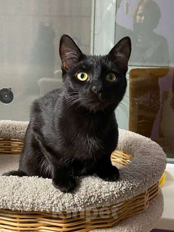 Кошки в Санкт-Петербурге: Ласковый мальчик в добрые руки Мальчик, Бесплатно - фото 3