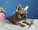 Собаки в Москве: Французский бульдог Мальчик, 60 000 руб. - фото 2
