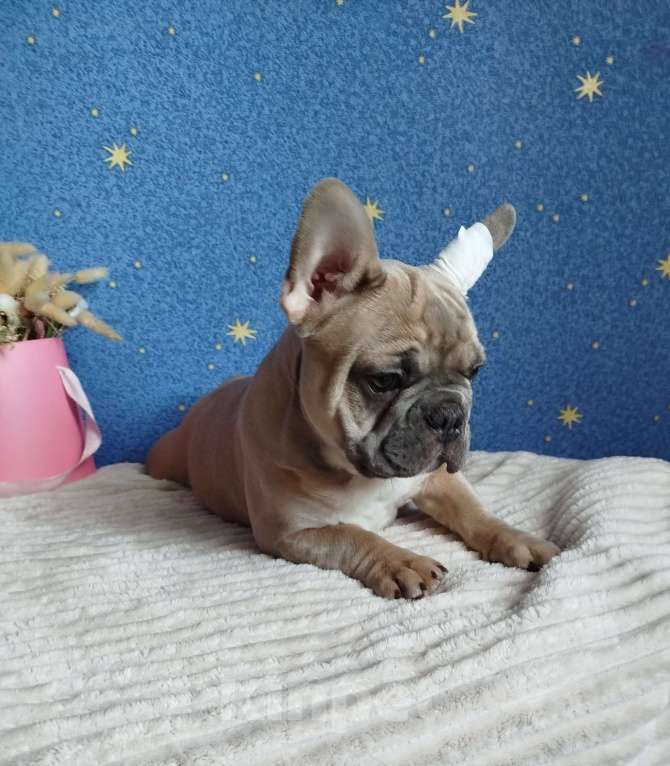 Собаки в Москве: Французский бульдог Мальчик, 60 000 руб. - фото 2