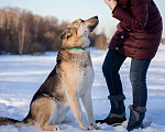 Собаки в Москве: Овчарка в добрые руки Девочка, Бесплатно - фото 3