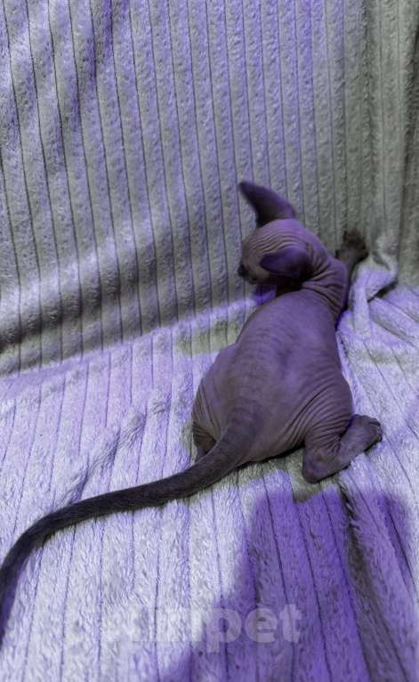 Кошки в других городах Московской области: Канадский сфинкс котенок девочка Девочка, 25 000 руб. - фото 6