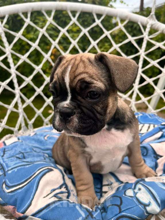 Собаки в Москве: Щенки французского бульдога  Девочка, 35 000 руб. - фото 2