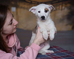 Собаки в Москве: Щенок небольшой собаки в добрые руки Мальчик, Бесплатно - фото 7
