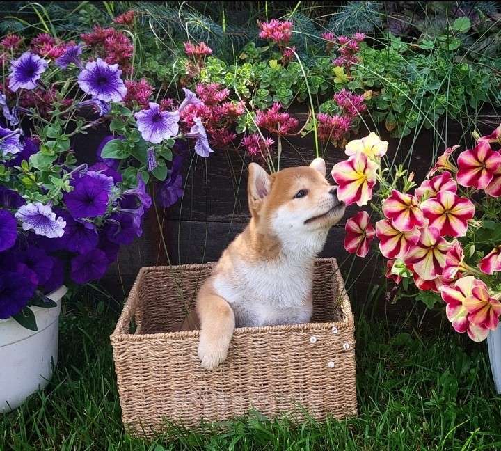 Собаки в Жигулевске: Щенки премиум класса от  титулованных родителей японских кровей  Девочка, 65 000 руб. - фото 4