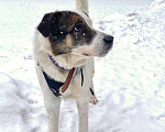 Собаки в Химках: Умка метис ищет дом Мальчик, Бесплатно - фото 10
