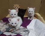 Кошки в Москве: Белый котенок Мальчик, 1 руб. - фото 3