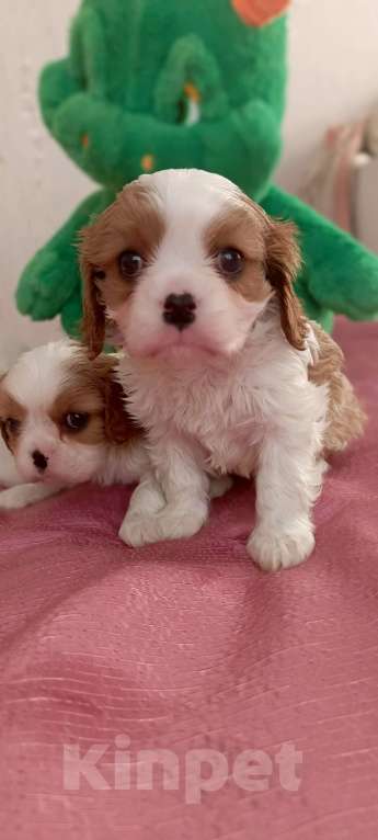 Собаки в Дмитрове: Мальчики кавалер Кинг Чарльз Спаниель Мальчик, 55 000 руб. - фото 8