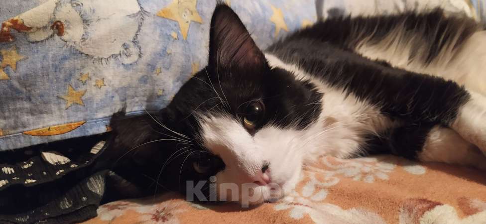 Кошки в Челябинске: Котёнок в добрые руки Мальчик, Бесплатно - фото 6