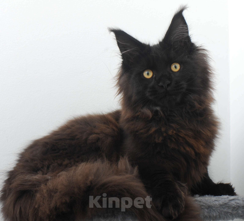 Кошки в Москве: Чёрный котенок мейн-кун  Мальчик, 45 000 руб. - фото 9
