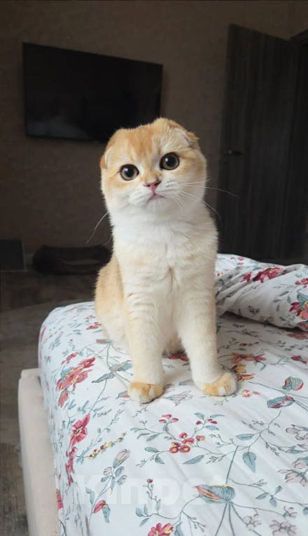 Кошки в Казани: Шотландская вислоухая кошка Девочка, 35 000 руб. - фото 1
