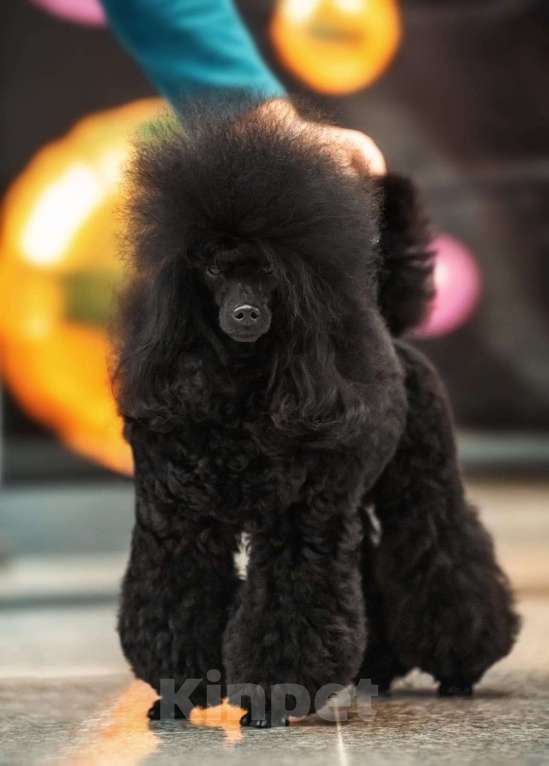 Собаки в Геленджике: Той пудель коричневый мальчик Мальчик, 99 999 руб. - фото 4