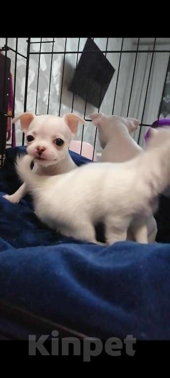 Собаки в Хабаровске: Щенок чихуахуа девочка  Девочка, 25 000 руб. - фото 4