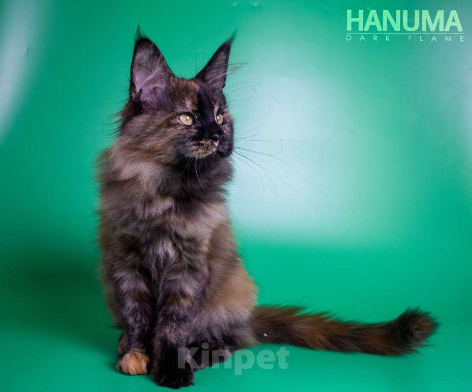 Кошки в других городах Воронежской области: Hanuma Dark Flame Девочка, Бесплатно - фото 3