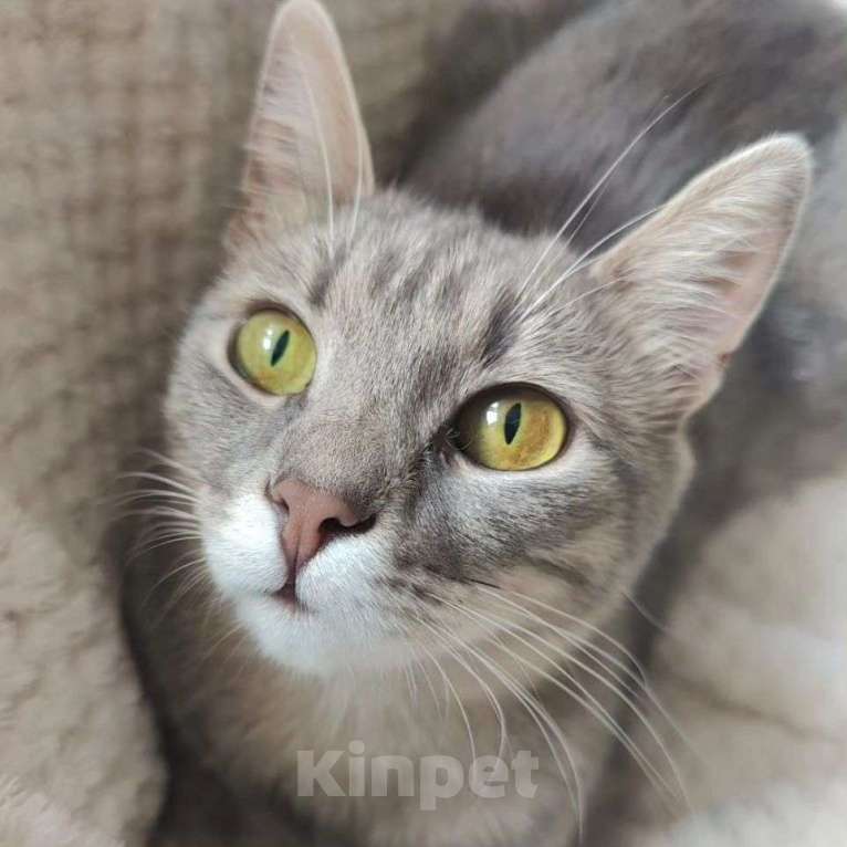 Кошки в Москве: Крошечная испуганная кошечка Девочка, Бесплатно - фото 2