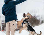Собаки в Москве: Умничка Джефф в добрые руки Мальчик, 1 руб. - фото 5