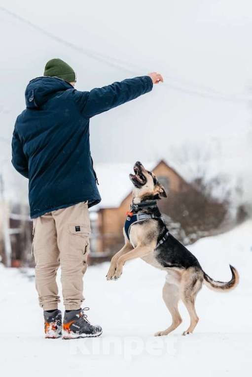 Собаки в Москве: Умничка Джефф в добрые руки Мальчик, 1 руб. - фото 5