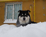 Собаки в Казани: В добрые руки Мальчик, Бесплатно - фото 2