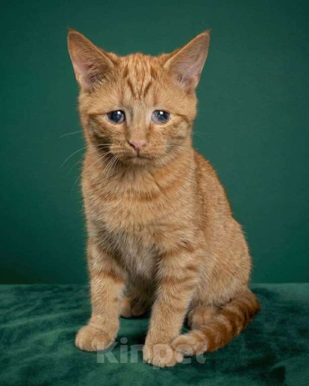 Кошки в Москве: Юки ищет дом Мальчик, Бесплатно - фото 1