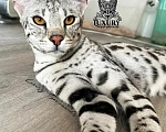 Кошки в Барнауле: Мальчик саванна Мальчик, Бесплатно - фото 1