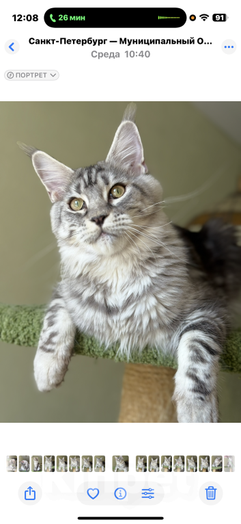 Кошки в Санкт-Петербурге: Деми Мур Девочка, 50 000 руб. - фото 7