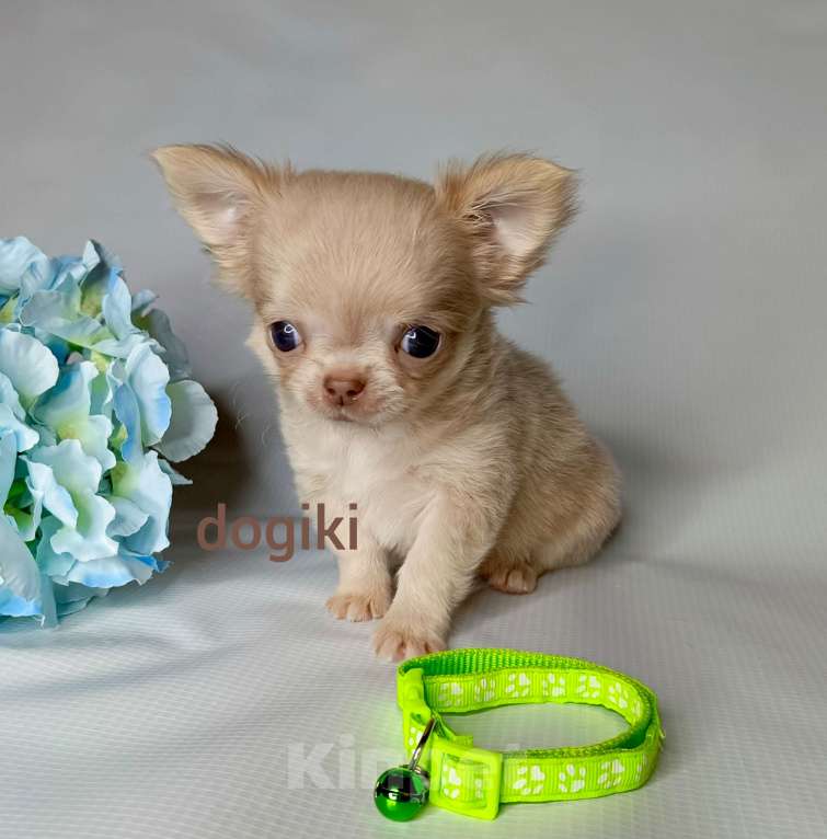 Собаки в Москве: Лиловый мальчик длинношерстный Мальчик, 20 000 руб. - фото 3