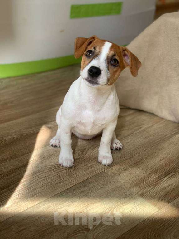 Собаки в Москве: Джек рассел терьер щенок девочка Девочка, 55 000 руб. - фото 3