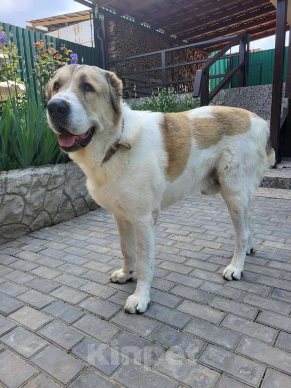 Собаки в Севастополе: Вязка алабая Мальчик, 1 руб. - фото 3