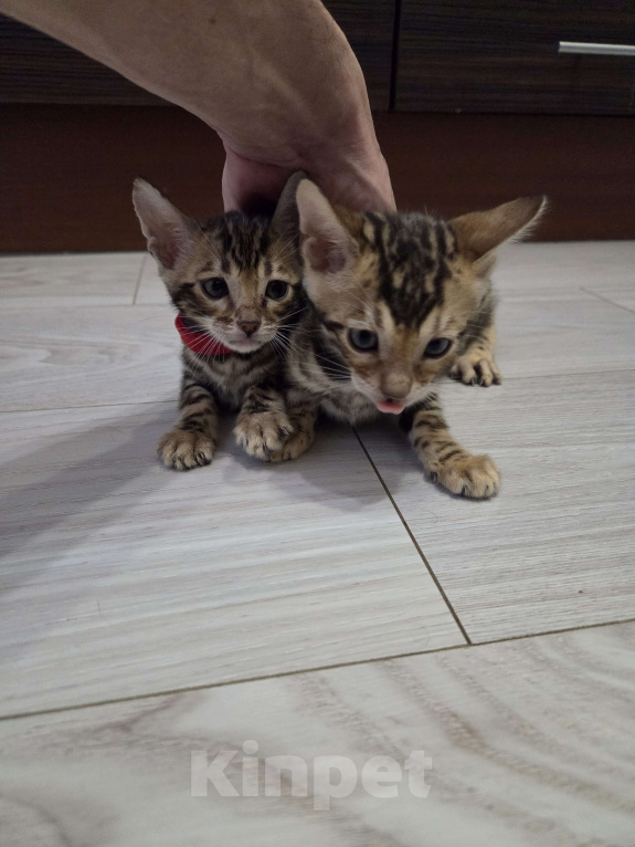 Кошки в Красногорске: Бенгалята Мальчик, 35 000 руб. - фото 1