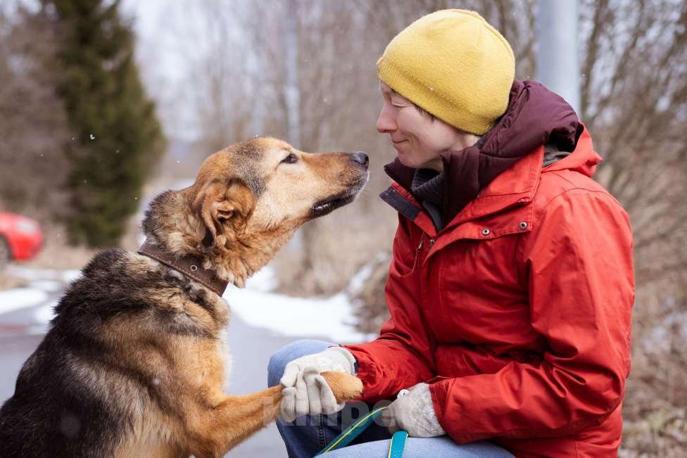Собаки в Москве: Пёсик без одной лапки в добрые руки Мальчик, Бесплатно - фото 10