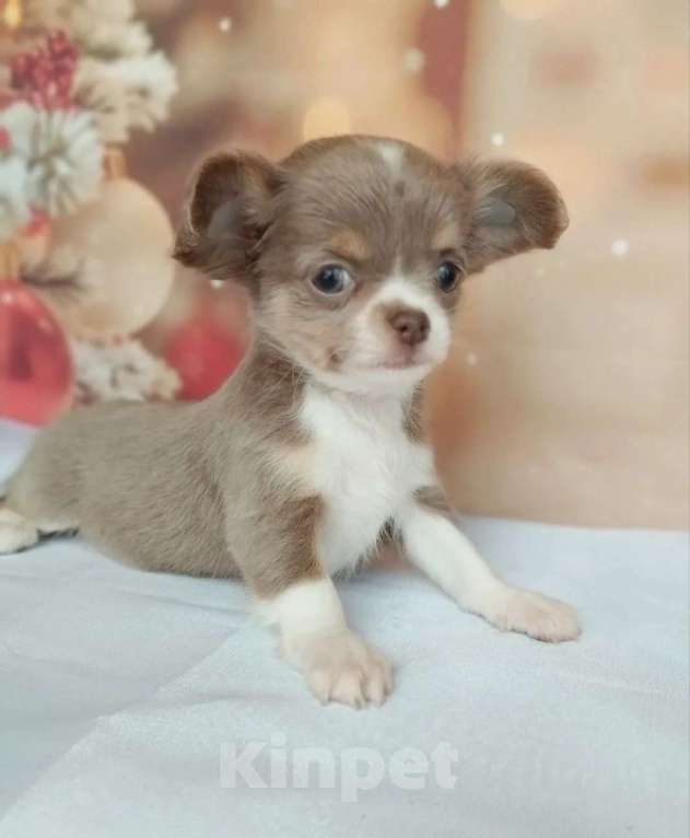 Собаки в Ногинске: Лилово-подпалая девочка Девочка, 45 000 руб. - фото 1