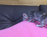 Кошки в Краснодаре: Кошечка в добрые руки бесплатно Девочка, Бесплатно - фото 7