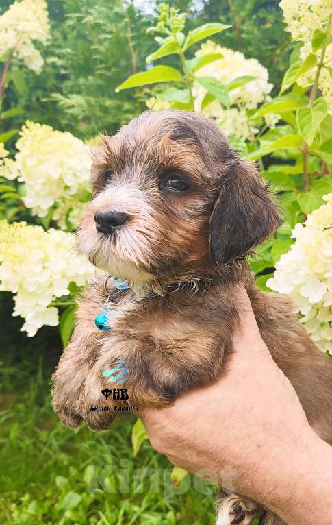 Собаки в Москве: Гаванский бишон Хаванез мальчик Мальчик, 80 000 руб. - фото 3
