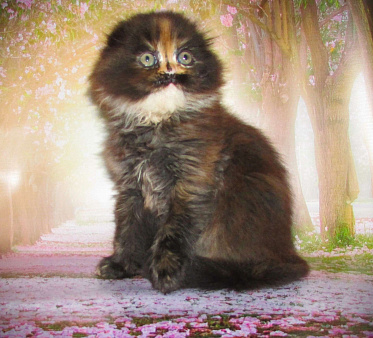 Шотландская кошечка из питомника