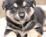 Собаки в Видном: Щенок в добрые руки! Мальчик, Бесплатно - фото 1