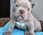 Собаки в Москве: Американский булли Микро Экзот Мальчик, 250 000 руб. - фото 2
