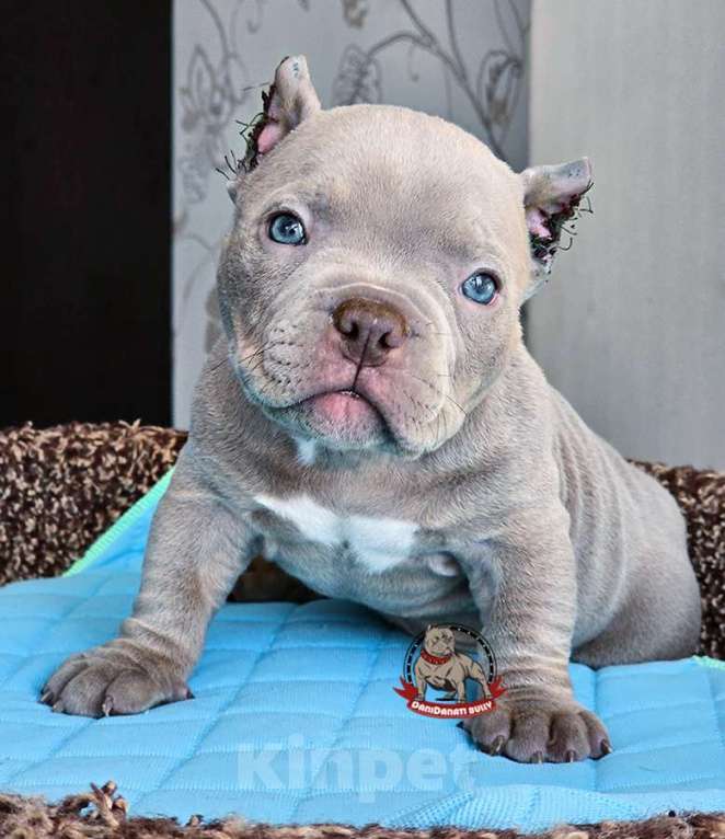 Собаки в Москве: Американский булли Микро Экзот Мальчик, 250 000 руб. - фото 2