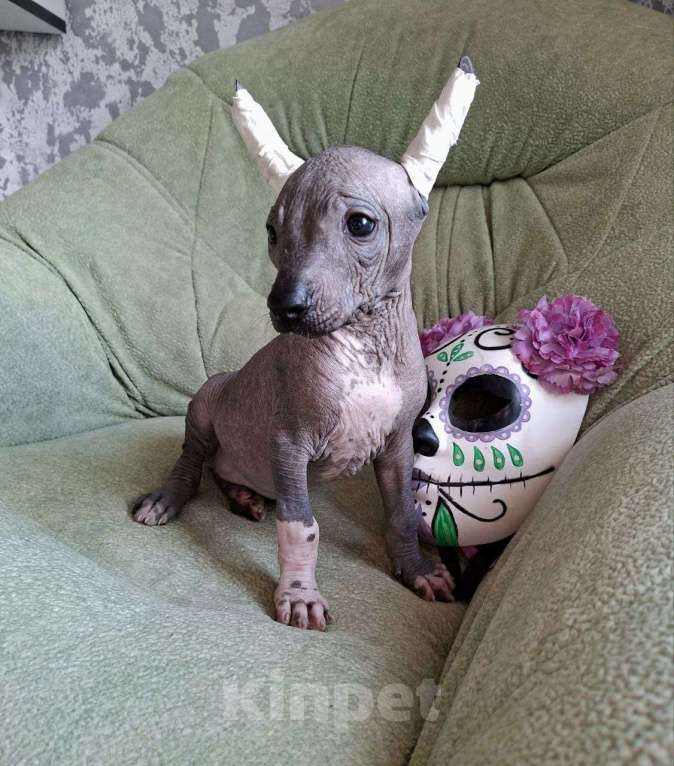 Собаки в Москве: Девочка мексиканская голая Девочка, 45 000 руб. - фото 1