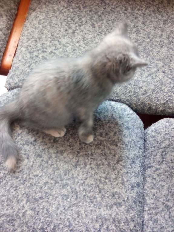 Кошки в Курске: котята в добрые руки Мальчик, 1 руб. - фото 2